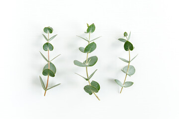 Wall Mural - Green leaves eucalyptus isolated on white background. Flat lay, top view.