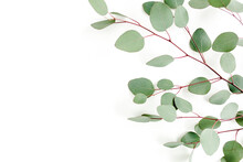 Green Leaves Eucalyptus Isolated On White Background. Flat Lay, Top View.