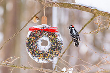 Black And White Downy Woodpecker Perched On Bird Seed Wreath In Snowy Field Near Forest In Winter