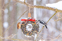 Downy Woodpecker Sharing Bird Seed Wreath In Snow Covered Forest In Winter
