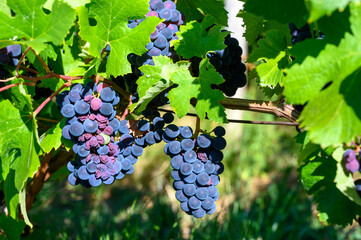 Canvas Print - Green vineyards located on hills of  Jura French region, red pinot noir, poulsard or trousseau grapes ready to harvest and making red and white wine, France