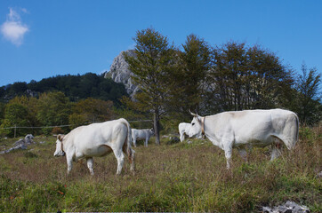 Cows in a summer pasture