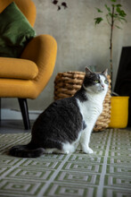 Grey And White Colored Shorthaired Cat Sitting On A Carpet Watching In A Cosy Modern Home Interior With Yellow And Green Accents