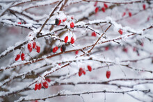 Red Berry Berries On A Tree In Winter In The Snowflakes