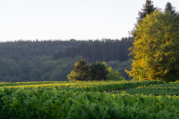 Wall Mural - Green vineyards located on hills of  Jura French region ready to harvest and making red, white and special jaune wine, France