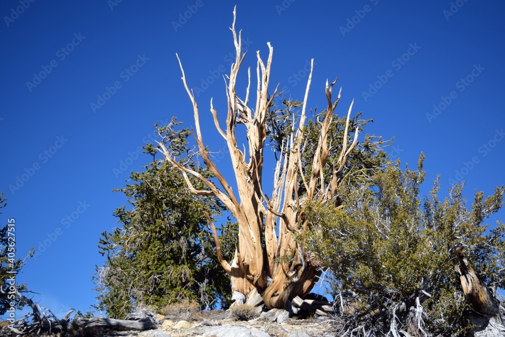 Bristlecone Pine Forest among Oldest Trees Stock Photo | Adobe Stock