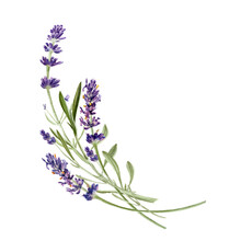 Lavender Flowers Isolated On White Background. Watercolor Botanical Illustration. Hand Painted Floral Composition For Logo, Card Design, Invitation