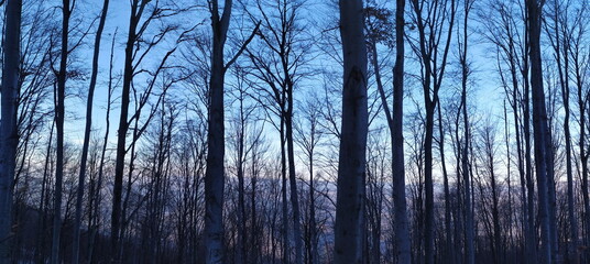 Panorama of trees in the forest in winter when the trees are free of leaves.