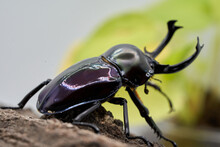 Phalacrognathus Stag Beetle