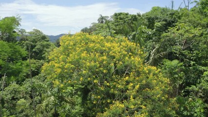 Wall Mural - Aerial view of a tropical forest canopy, zooming in at a tree with bright yellow flowers