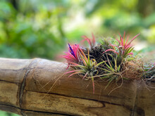 A Macro View Of A Colorful Air Plant Attached To A Wooden Rail In A Tropical Botanical Garden
