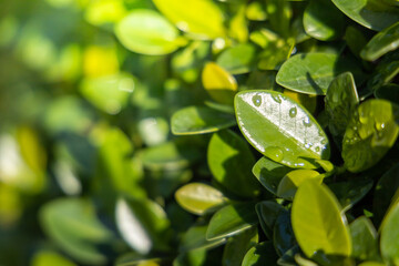 Wall Mural - Close Up green leaf under sunlight in the garden. Natural background with copy space.