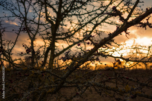 Silhouette Trees Against Sky During Sunset © michael osinzew/EyeEm