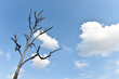 © admin_design - beautiful blue sky and perennial dead tree