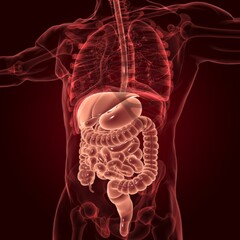 Human Digestive System Anatomy For Medical Concept 3D