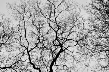  Detail pattern of branches and leaves of high tree on white background