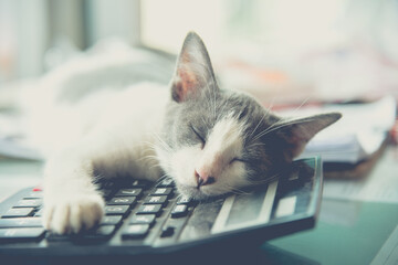 Sleeping cats on a calculator