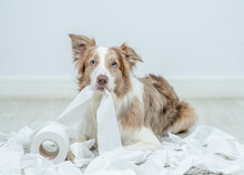 Border Collie Puppy With Guilty Expression After Play Unrolling Toilet Paper. Disobey Concept