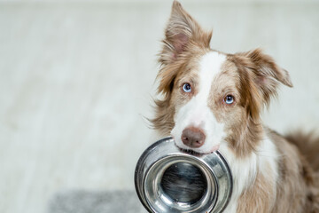 Poster - Border collie dog holds bowl in it mouth and looks at camera. Empty space for text