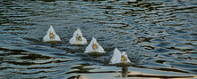 Large White Domestic Pekin Peking Aylesbury American White Duck On Lake Pond Low Level Close Up View