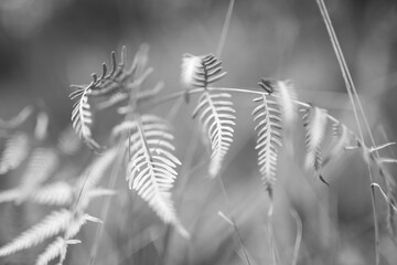 Wall Mural - Fern leaves