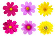 collection mix flower Colorful isolated on white background.