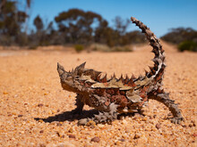 Thorny Devil In Outback Australia