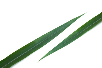 Sticker - Pennisetum purpureum leaf on white background.