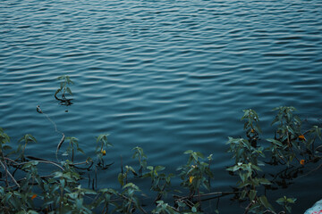 Close up shot of water of lake