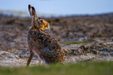 Feldhase (Lepus europaeus)