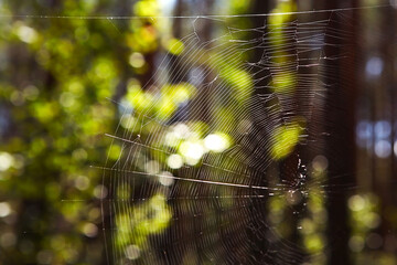 blurred background of forest and spider web lit by the sun in the foreground.