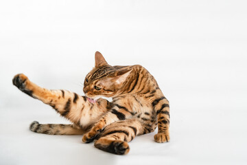 Ginger Bengal cat with green eyes licks on a white background alone