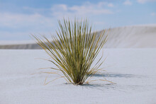 Grass On White Sand Dunes