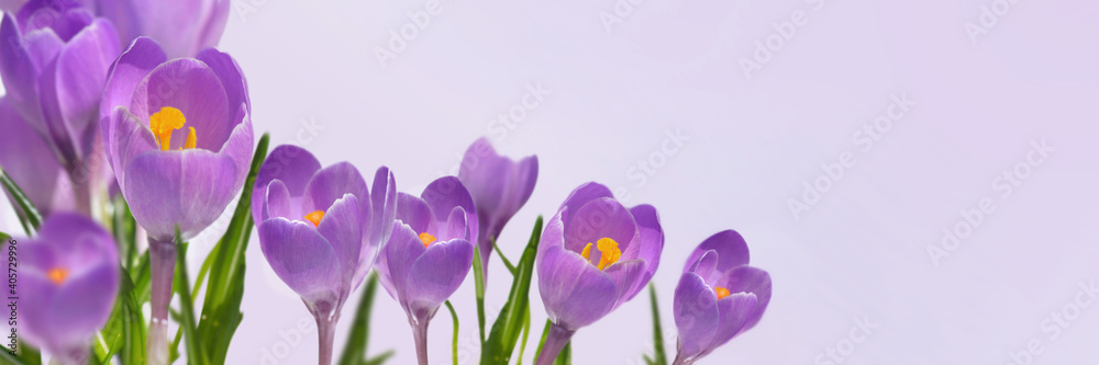 violet crocus blooming  in panoramic view on pink background - obrazy, fototapety, plakaty 