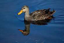 Swimming Mottled Duck With Reflection In Calm Water. Anas Fulvigula.