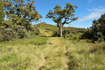 A hiking trail in the forest at Mount Kenya