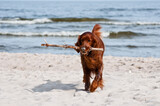 Fototapeta Fototapety do łazienki - Seter pies na plaży