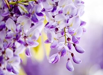 Wall Mural - lush bloom of branches of lilac wisteria in spring. Floral background.
