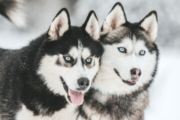 portrait of a siberian husky, friendship forever