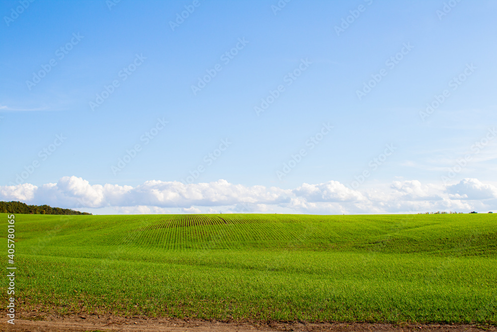 green field of grass and perfect blue sky with clouds, nature landscape ...