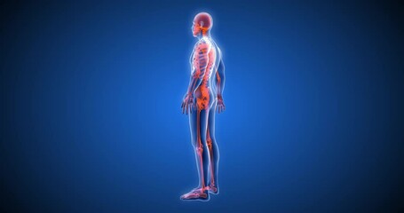 3d human body, body scan, computer anatomy, body skeleton, x-ray scan