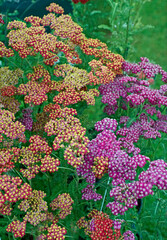 Wall Mural - The mixed colours of the Achillea 'Fanal' in a flower border