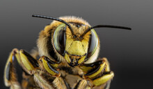 Bee Close-up On A Dark Background