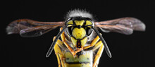 Wasp Macro On Dark Background