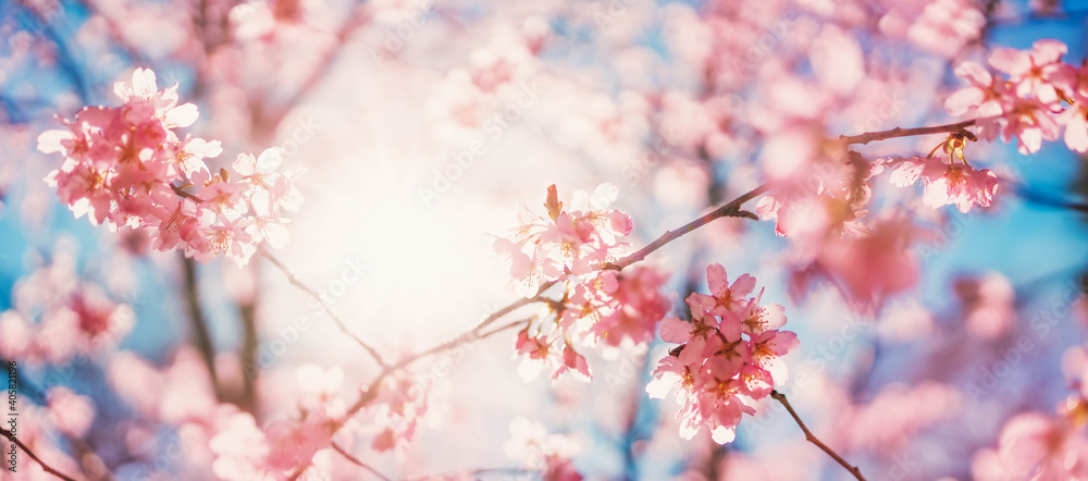 Blurred sakura tree twigs on blue background. - obrazy, fototapety, plakaty 