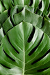 Leinwandbild Motiv Background, Texture made of tropical palm leaves Monstera. Flat lay, top view.