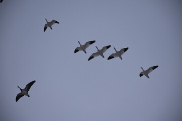 Sticker - Snow Geese