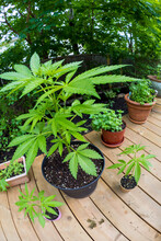 Springtime Homegrown Marijuana In Canada
