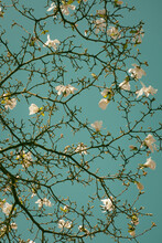 White Magnolia Stellata Blossom On  Branches Of Tree In Green Blue Sky, Resembling A Painting By Van Gogh