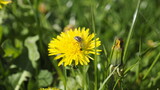 Fototapeta Dmuchawce - Löwenzahn im Frühling mit Biene